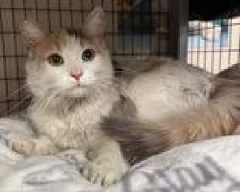 Juniper -  Calico Cat for Adoption in Redmond, Oregon - Juniper | PetCurious