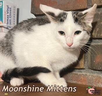 Moonshine Mittens -  Domestic Short Hair Cat for Adoption in Douglasville, Georgia - Moonshine Mittens | PetCurious