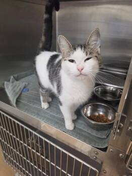 EMILY -  Domestic Short Hair Cat for Adoption in St. Peters, Missouri - EMILY | PetCurious