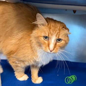 Cheddar Bob -  Domestic Long Hair Cat for Adoption in Martinsville, Virginia - Cheddar Bob | PetCurious