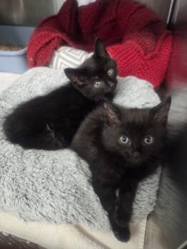 Rescue Domestic Short Hair Cats for Adoption in Georgina, Ontario - Phantom | PetCurious