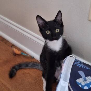 Ebony -  American Shorthair Cat for Adoption in Wilmington, North Carolina - Ebony | PetCurious