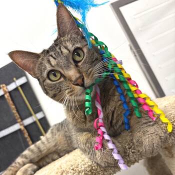 Rescue Domestic Short Hair Cats for Adoption in Hemet, California - Killian | PetCurious