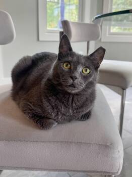 Sapphire -  Russian Blue Cat for Adoption in Jersey City, New Jersey - Sapphire | PetCurious