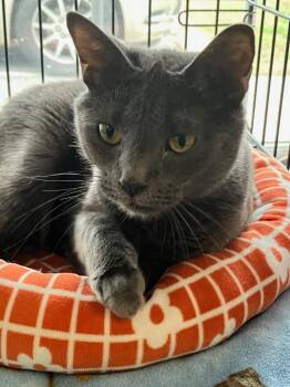 Russian Blue Cats Available for Adoption - Stratus | PetCurious