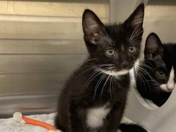 Domestic Medium Hair Cats Available for Adoption - GINNY | PetCurious