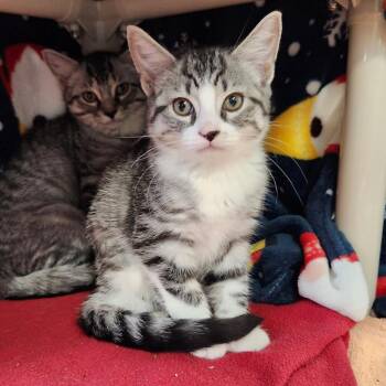 Niamh -  Domestic Short Hair Cat for Adoption in Walker, Michigan - Niamh | PetCurious