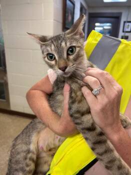 Jade -  Tabby Cat for Adoption in Nacogdoches, Texas - Jade | PetCurious