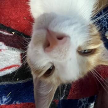 Gambit -  Domestic Short Hair Cat for Adoption in Lakeland, Florida - Gambit | PetCurious
