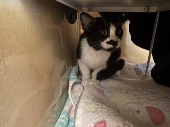 Stray Cat -  Domestic Short Hair Cat for Adoption in Hays, Kansas - Stray Cat | PetCurious
