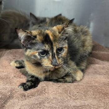 Pocket Change -  Domestic Short Hair Cat for Adoption in Martinsville, Virginia - Pocket Change | PetCurious