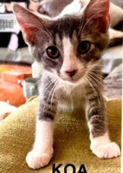 Koa -  Domestic Short Hair Cat for Adoption in Dayton, Minnesota - Koa | PetCurious