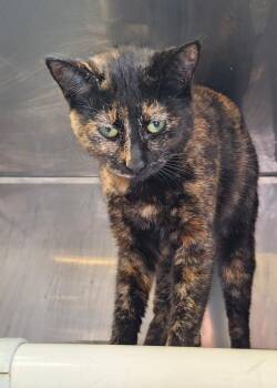 Tortoiseshell Cats Available for Adoption - Claire  | PetCurious