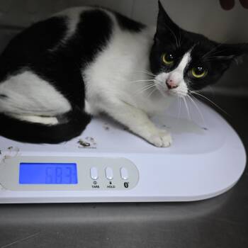 Rescue Domestic Short Hair Cats for Adoption in Galveston, Texas - Sleepy | PetCurious