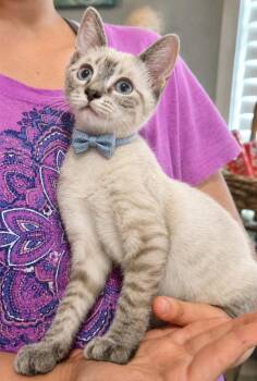 Zavian -  Siamese Cat for Adoption in El Dorado, Arkansas - Zavian | PetCurious