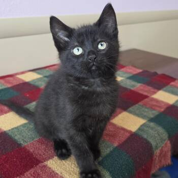 Rio -  Domestic Short Hair Cat for Adoption in Marshfield, Wisconsin - Rio | PetCurious