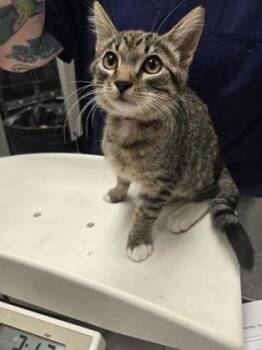 Clementine -  Domestic Long Hair and Domestic Short Hair Cat for Adoption in Roseville, California - Clementine | PetCurious