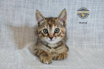 Astrid -  Torbie and Domestic Short Hair Cat for Adoption in Riverside, California - Astrid | PetCurious
