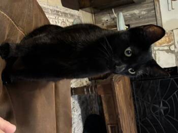 Rescue Domestic Short Hair Cats for Adoption in Schertz, Texas - Batman | PetCurious