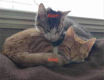 Rescue Domestic Short Hair and Tabby Cats for Adoption in Morehead, Kentucky - Allie | PetCurious