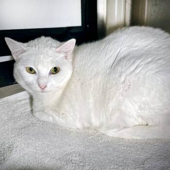 Big Britches -  Domestic Short Hair Cat for Adoption in Austin, Texas - Big Britches | PetCurious