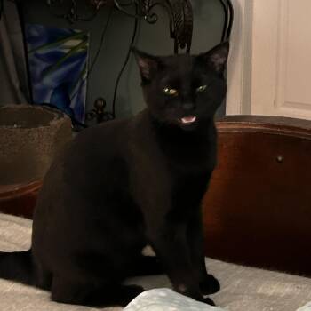 Domestic Short Hair Cats Available for Adoption - Taylor Wednesday | PetCurious