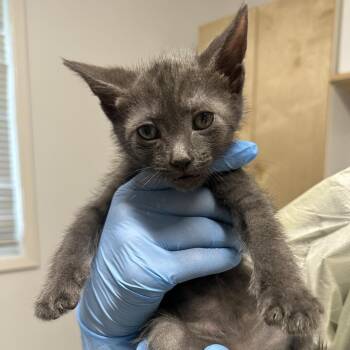 Storm (White) -  Domestic Short Hair Cat for Adoption in Chilliwack, British Columbia - Storm (White) | PetCurious