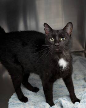 Kenworth -  Domestic Short Hair Cat for Adoption in Boone, Iowa - Kenworth | PetCurious