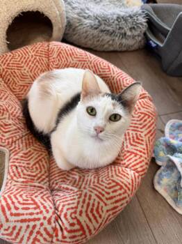 Domestic Short Hair Cats Available for Adoption - Gerty | PetCurious