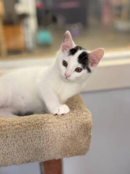 KOALA -  Domestic Short Hair Cat for Adoption in Algona, Iowa - KOALA | PetCurious