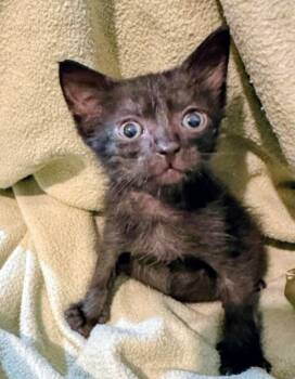 Rescue Domestic Short Hair Cats for Adoption in Columbia, South Carolina - Woody | PetCurious