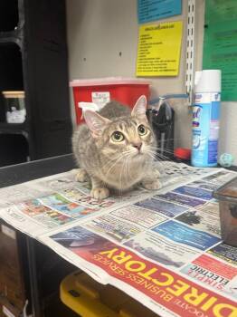 Boysenberry -  Domestic Short Hair Cat for Adoption in Sorrento, Louisiana - Boysenberry | PetCurious