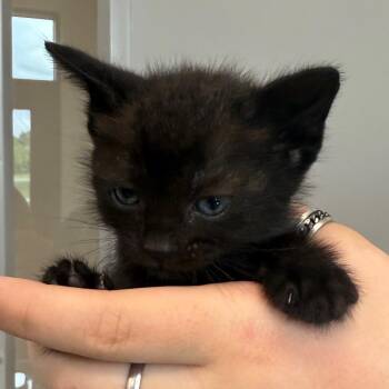Domestic Short Hair Cats Available for Adoption in Sand Springs, Oklahoma - Raven Litter 5 | PetCurious