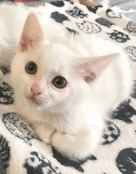 Domestic Short Hair Cats Available for Adoption in Campbell, California - Sake | PetCurious