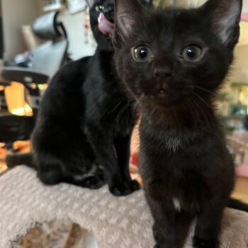 Domestic Short Hair Cats Available for Adoption - Xavier | PetCurious