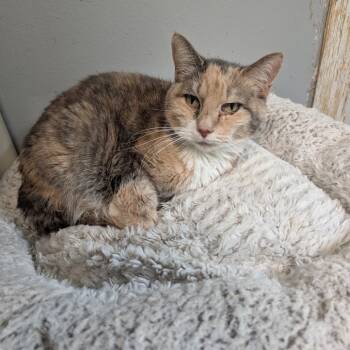 Rescue Domestic Short Hair Cats for Adoption in Blair, Wisconsin - Peach | PetCurious