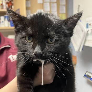 Fozie -  Domestic Medium Hair Cat for Adoption in Dekalb, Illinois - Fozie | PetCurious
