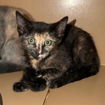 Jada -  Domestic Short Hair Cat for Adoption in Madisonville, Kentucky - Jada | PetCurious