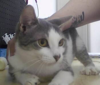 Domestic Short Hair Cats Available for Adoption in Dayton, Minnesota - Alarra | PetCurious