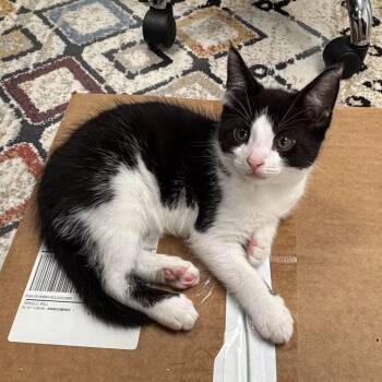 Theo -  Domestic Short Hair Cat for Adoption in Queenstown, Maryland - Theo | PetCurious