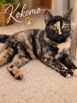 Kokomo-Beach Ready and Looking for a Buddy -  Tortoiseshell Cat for Adoption in Laurel, Maryland - Kokomo-Beach Ready And Looking For A Buddy | PetCurious