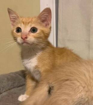 Pippa -  Domestic Short Hair Cat for Adoption in Battle Creek, Michigan - Pippa | PetCurious