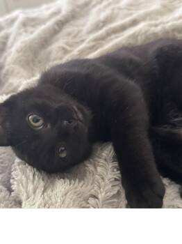 Blossom -  Domestic Short Hair Cat for Adoption in Roseville, California - Blossom | PetCurious