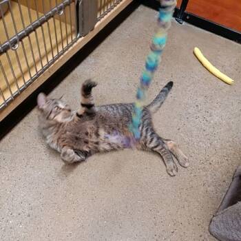 Domestic Short Hair Cats Available for Adoption in Buffalo, New York - Squeak | PetCurious