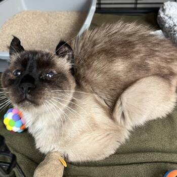 Siamese Cats Available for Adoption - Marten | PetCurious