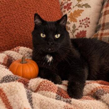 Max -  Domestic Medium Hair Cat for Adoption in Long Beach, California - Max | PetCurious