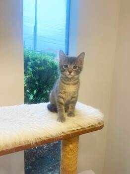 American Shorthair and Domestic Short Hair Cats Available for Adoption in Richardson, Texas - Waco | PetCurious