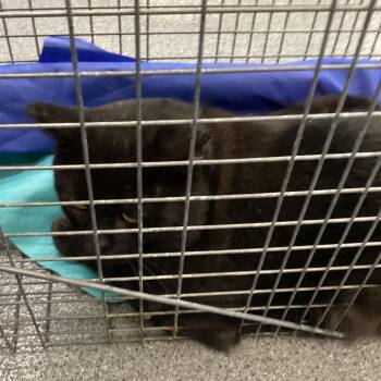 Blackie -  Domestic Short Hair Cat for Adoption in Montgomery, Alabama - Blackie | PetCurious