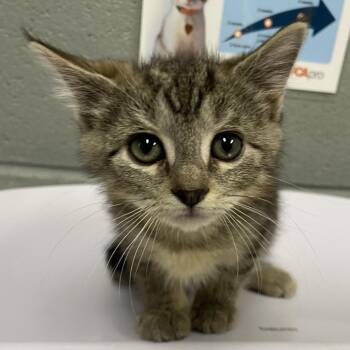 Archie -  Domestic Short Hair Cat Available for Adoption in Allentown, Pennsylvania - Archie | PetCurious