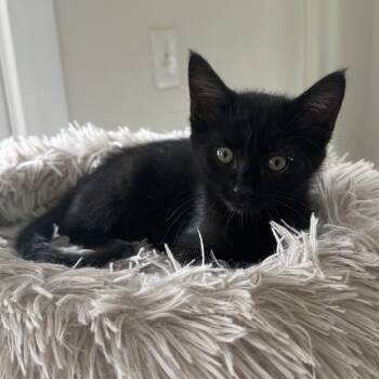 American Shorthair Cats Available for Adoption in Park Row, Texas - Rye | PetCurious